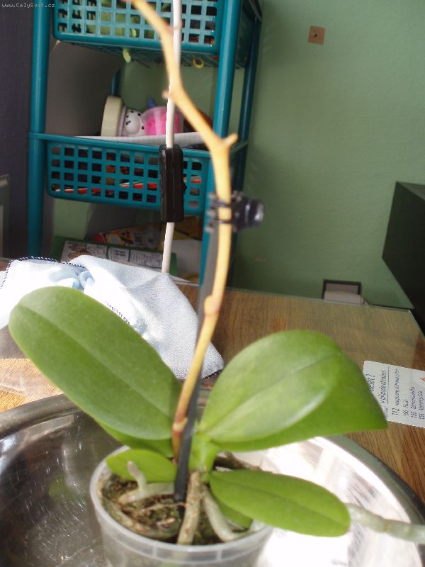 Foto: Orchidej-Dobr� den. Moc V�s pros�m o radu. M�m orchidejku, druh Phalaenopsis. T�i m�