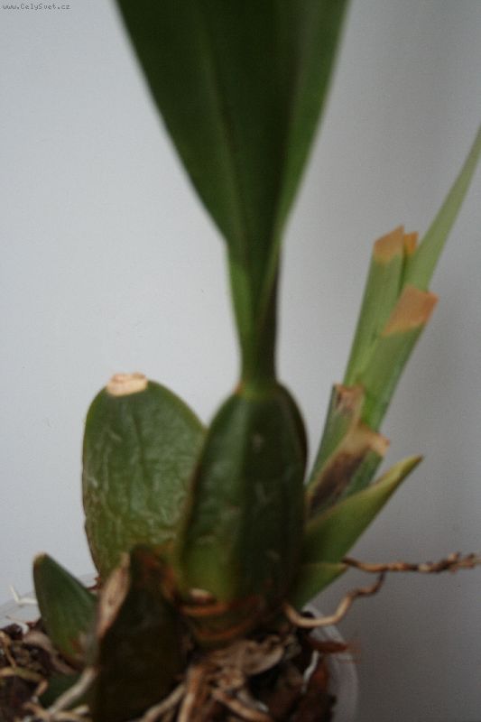 Foto: -a dal�� sn�me�ky: