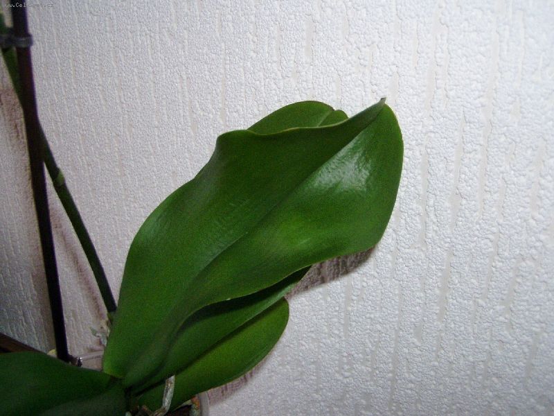 Foto: -Pros�m o radu, kroutej se mne listy a na druh� rostlince jsou sv�tle fleky 