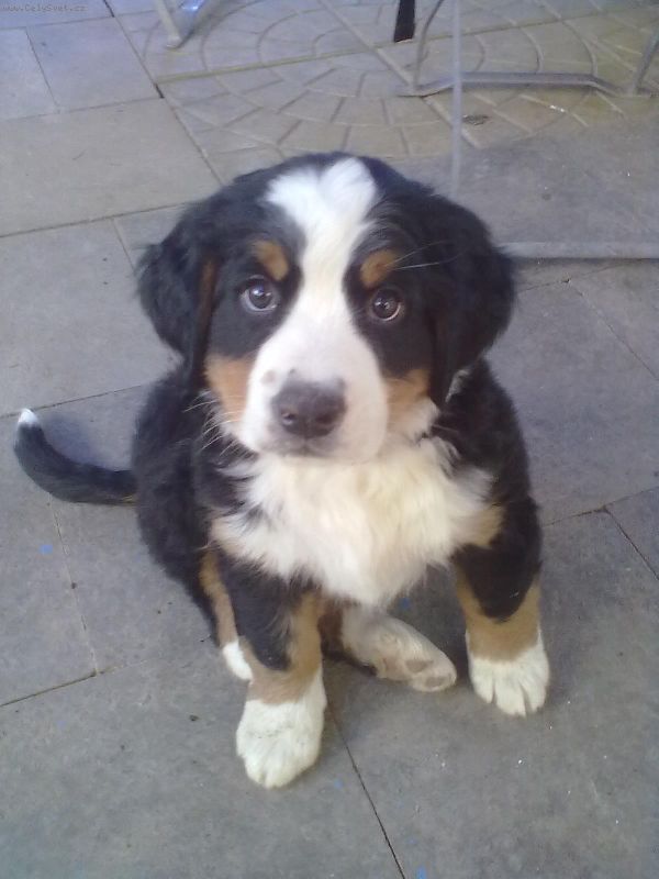 Foto: -Ahojte, 
tak u� m�me ber��ka doma, jmenuje se Woody a je to p�kn� mazel, s