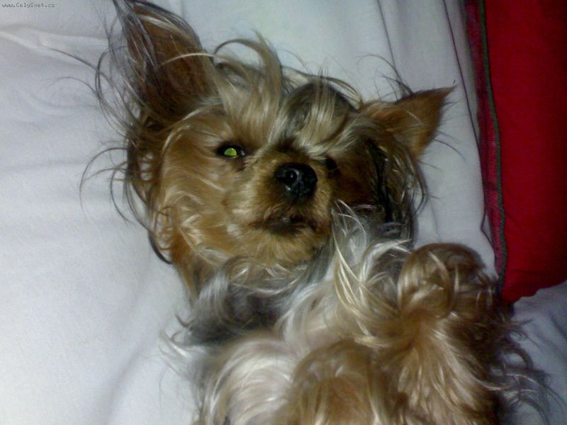 Foto: -Tyto pejsci se chovaj� pouze doma