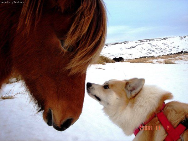 Foto: Pes, k��, byt-[B]Ahojky :)[/B] M�m Takovou ot�ze�ku :) V�m, �e nem� cenu kupovat si Berns