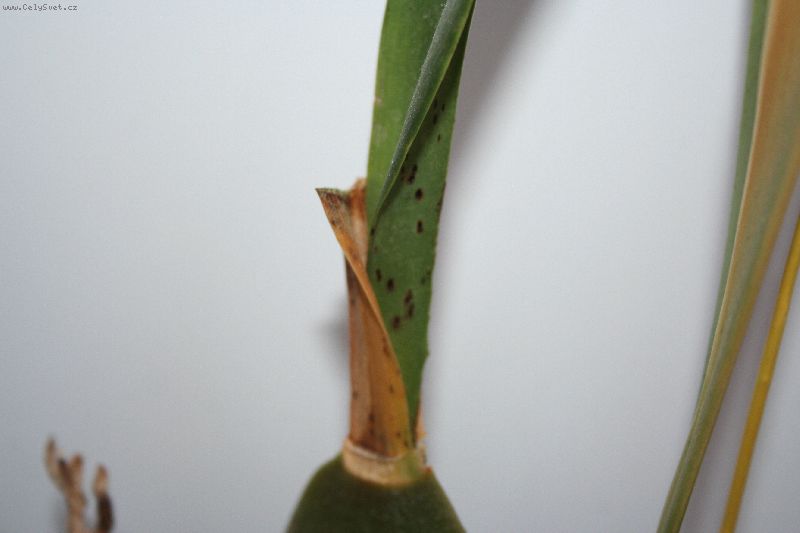 Foto: -Dobr� den,
cht�la bych poprosit o radu, m�m p�r orchidej�, kter� mi d�laj�