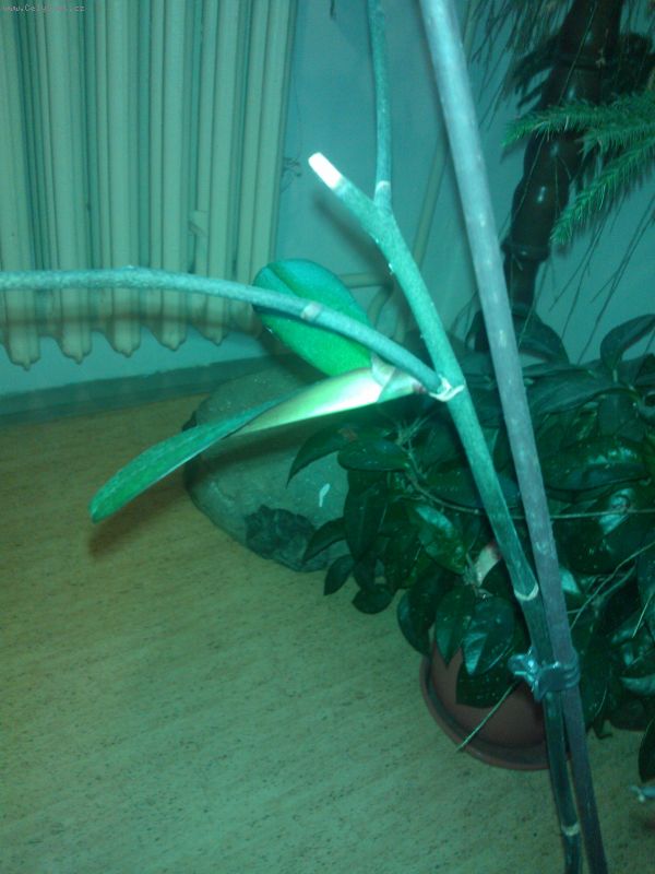 Foto: -Dobr� den. Mohli by jste n�m poradit,co m�me ud�lat s v�hony na stonku? M�m