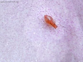 Foto: �k�dci-Dobr� den, porad� mi n�kdo co je to za brou�ka a jak ho vyhubit. D�kuji