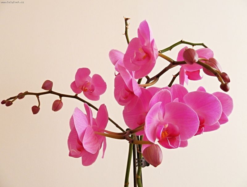 Foto: orchideje phalaenopsis-Dobr� den, m��e mi n�kdo napsat cel� n�zev orchidejek na fotk�ch a nebo ale
