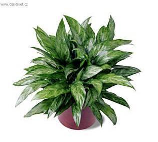 Fotky: Aglaonema (foto, obrazky)