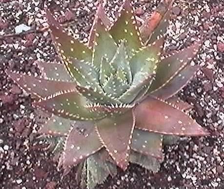 Fotky: Aloe vera (foto, obrazky)