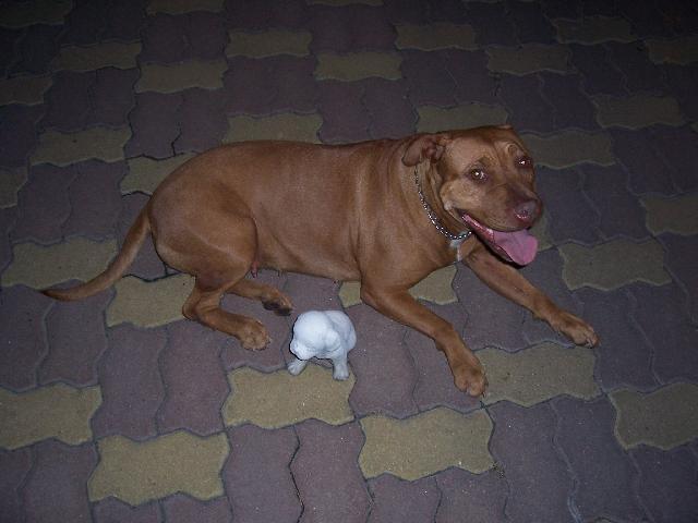 Fotky: Americk� pitbull teri�r (foto, obrazky)