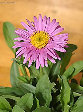 Fotky: Astra alp�nsk�, hv�zdice alpsk� (foto, obrazky)