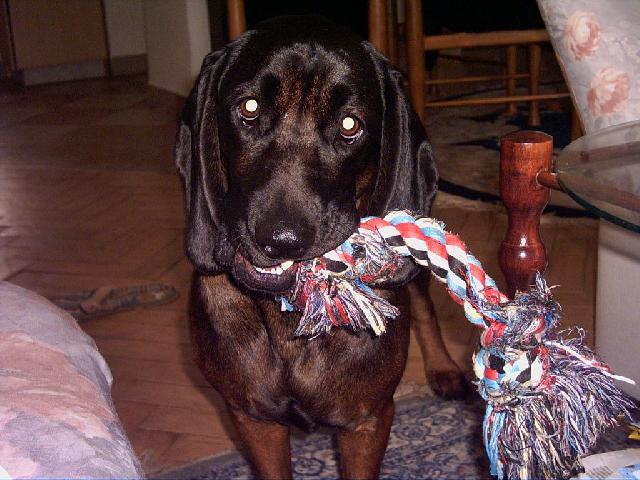 Fotky: Bavorsk� barv�� (foto, obrazky)