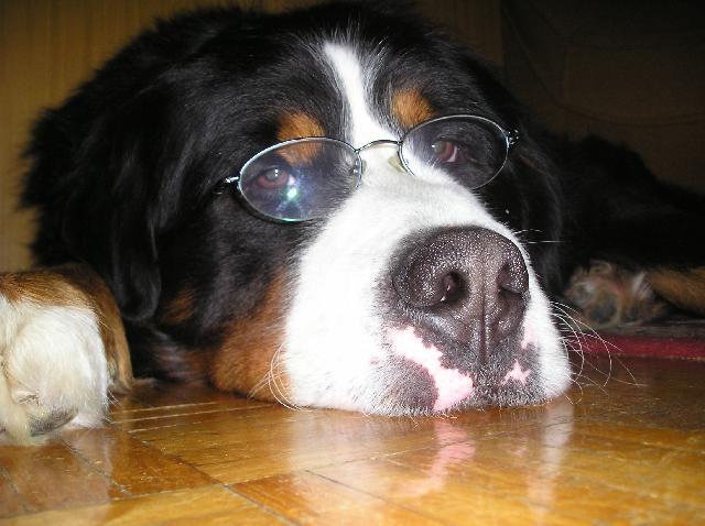 Fotky: Bernsk� sala�nick� pes (foto, obrazky)