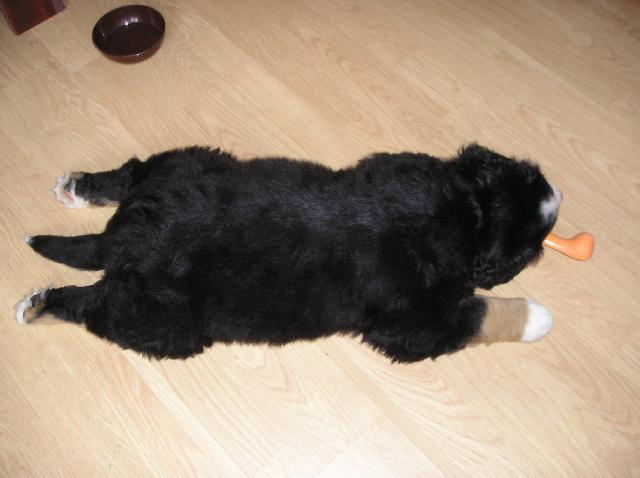 Fotky: Bernsk� sala�nick� pes (foto, obrazky)