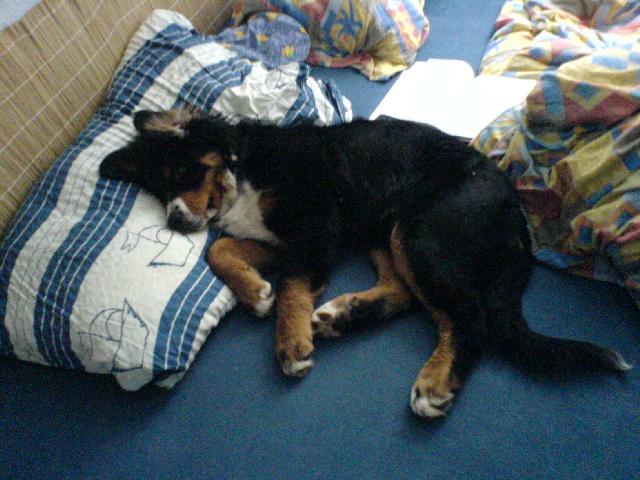 Fotky: Bernsk� sala�nick� pes (foto, obrazky)