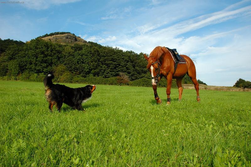 Fotky: Bernsk� sala�nick� pes (foto, obrazky)
