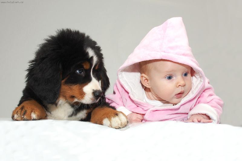 Fotky: Bernsk� sala�nick� pes (foto, obrazky)