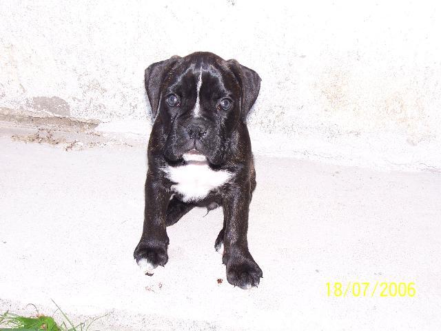 Fotky: N�meck� boxer (foto, obrazky)