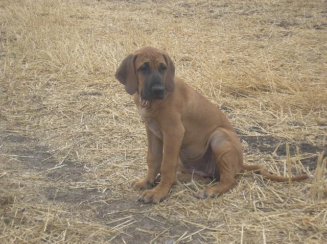 Fotky: Brazilsk� fila (foto, obrazky)