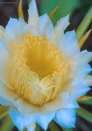 Fotky: Cereus (foto, obrazky)