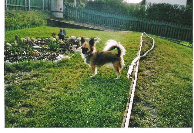 Fotky: �ivava (foto, obrazky)