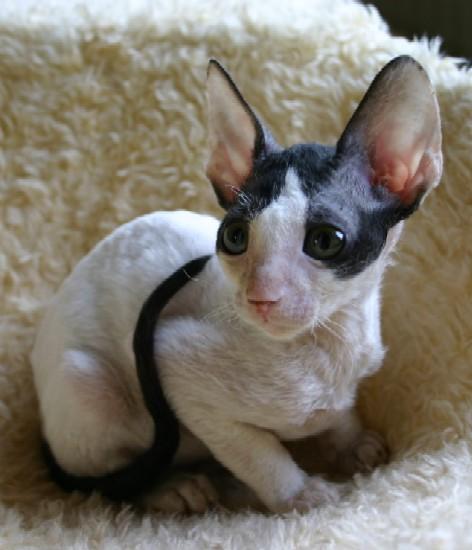 Fotky: Cornish Rex (foto, obrazky)