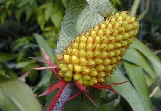 Fotky: chmea (foto, obrazky)