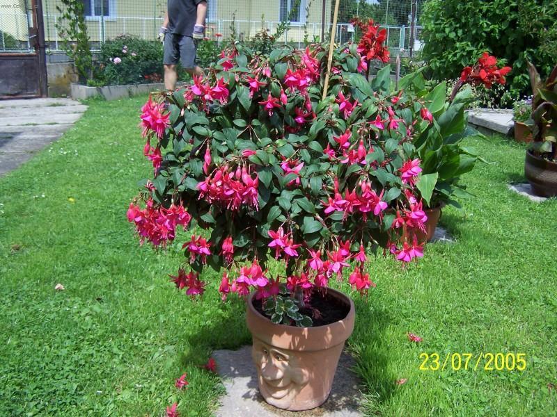 Foto: Fuchsie-8 let�. Pestitel: HIFUS@seznam.cz