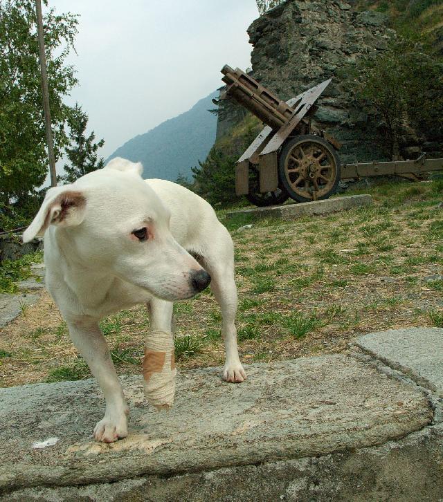 Fotky: Jack Russelv Terir (foto, obrazky)