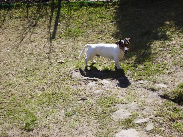 Fotky: Jack Russelv Terir (foto, obrazky)