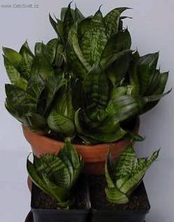 Fotky: Tch�nin jazyk, tenura (foto, obrazky)