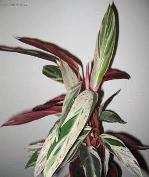 Fotky: Jelen� jazyk (foto, obrazky)