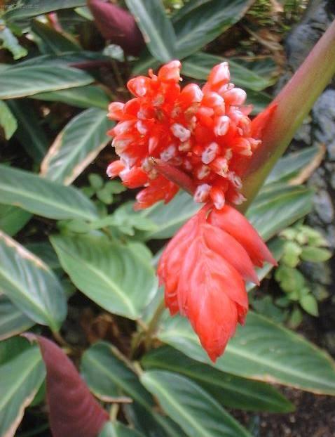 Fotky: Jelen� jazyk (foto, obrazky)