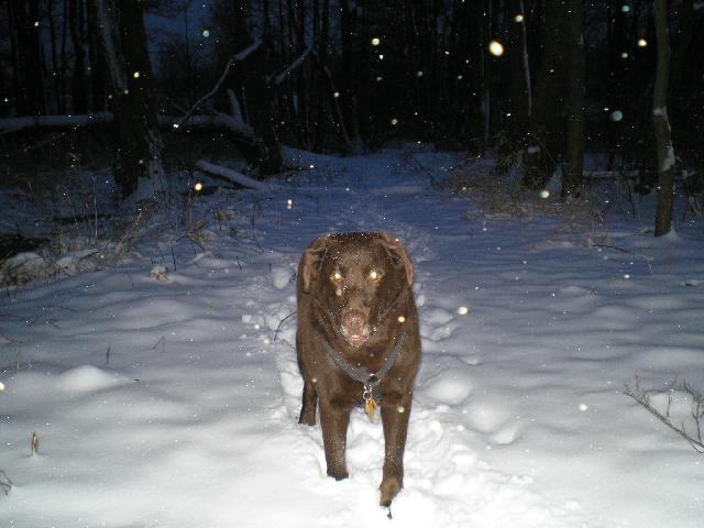 Fotky: Labradorsk� retr�vr (foto, obrazky)