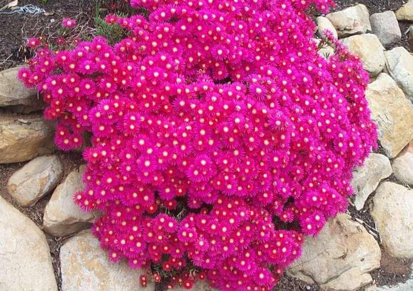 Fotky: Lampranthus (foto, obrazky)