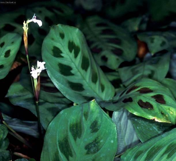 Fotky: Maranta (foto, obrazky)