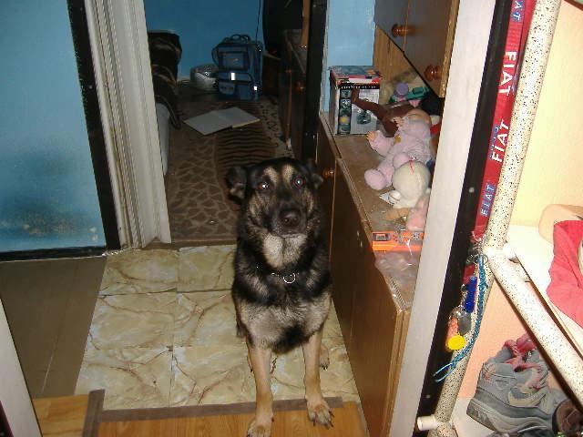 Fotky: N�meck� ov��k (foto, obrazky)