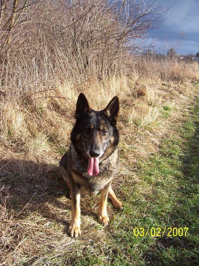 Fotky: N�meck� ov��k (foto, obrazky)