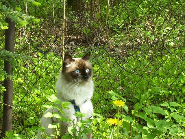 Fotky: N�vsk� ko�ka, Ma�kar�da (foto, obrazky)