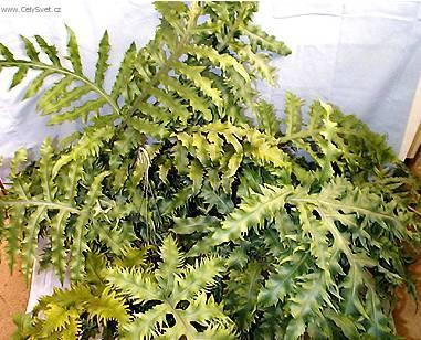 Fotky: Osladi� (foto, obrazky)