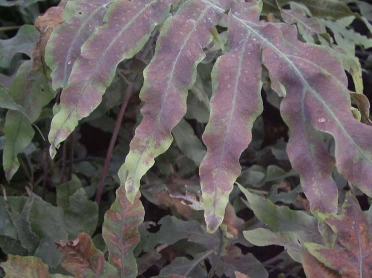 Fotky: Osladi� (foto, obrazky)