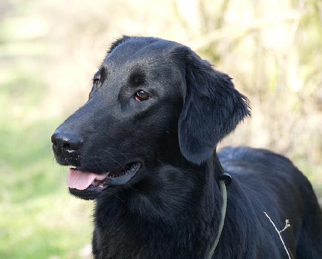 Fotky: Retr�v�i (foto, obrazky)