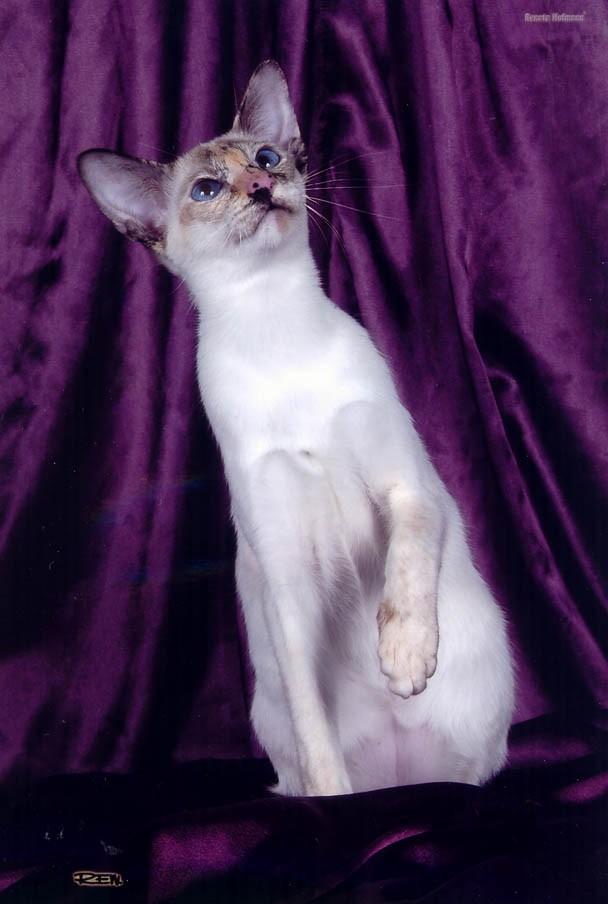 Fotky: Siamsk� ko�ka (foto, obrazky)