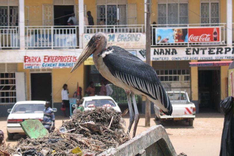 Fotky: Tanzanie (cestopis) (foto, obrazky)