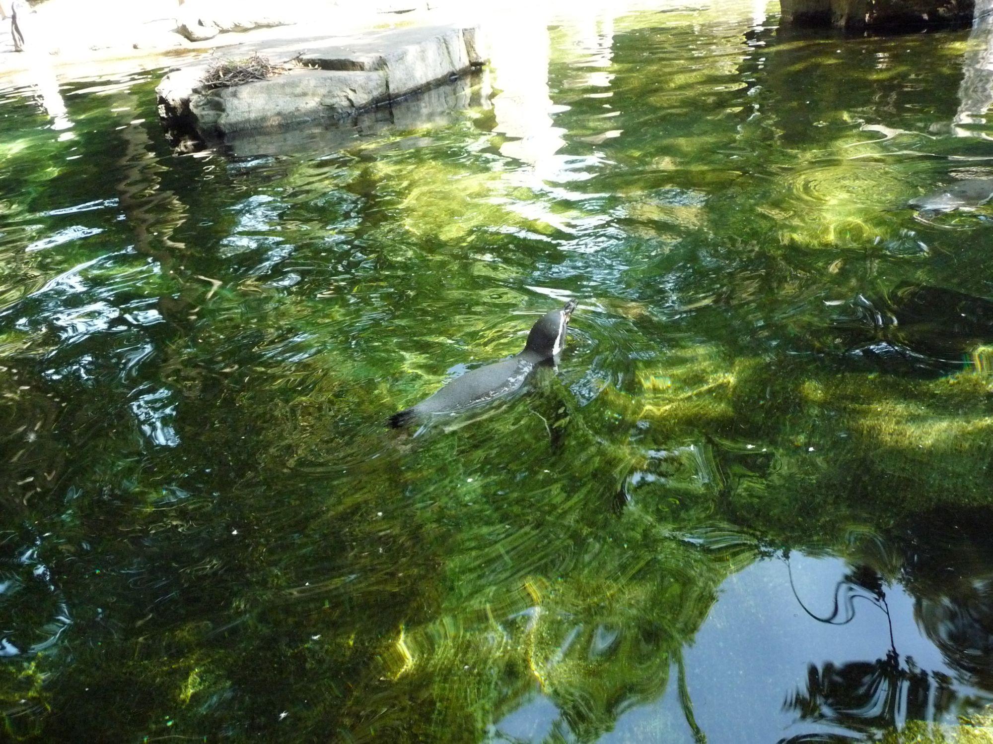 Fotky: Tu���k humboldt�v (foto, obrazky)