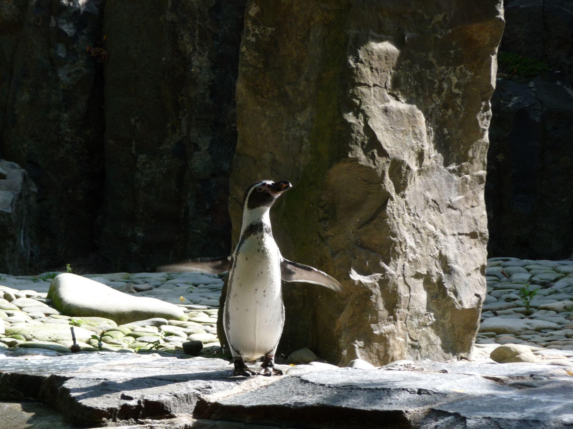 Fotky: Tu���k humboldt�v (foto, obrazky)