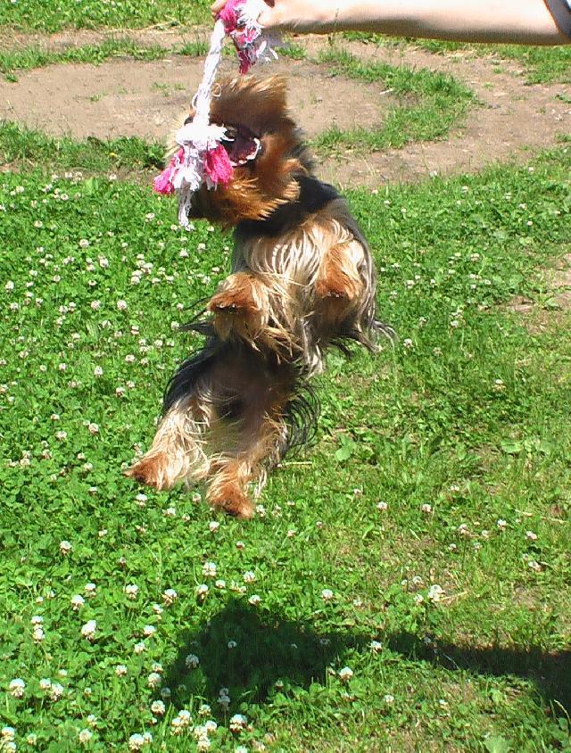 Fotky: York��rsk� terier (foto, obrazky)