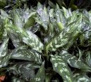 Fotky: Aglaonema (foto, obrazky)