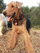 Airedale terier