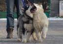 Ps plemena:  > Aljask malamut (Alaskan Malamute)