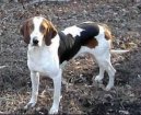 Ps plemena: Honii, barvi a pbuzn plemena > Americk foxhound (American Fox Hound)